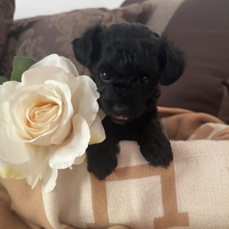 Chipoo beautiful boys