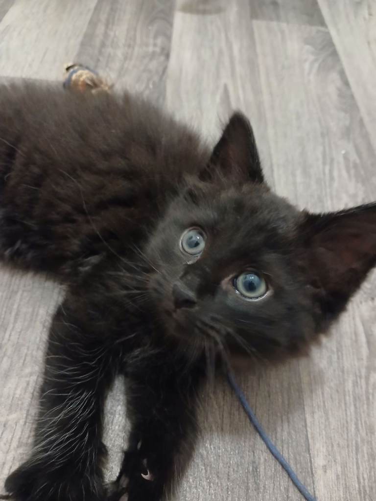 Beautiful kitten now ready for forever home 