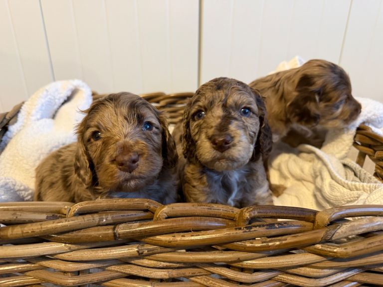 Cockapoo puppies