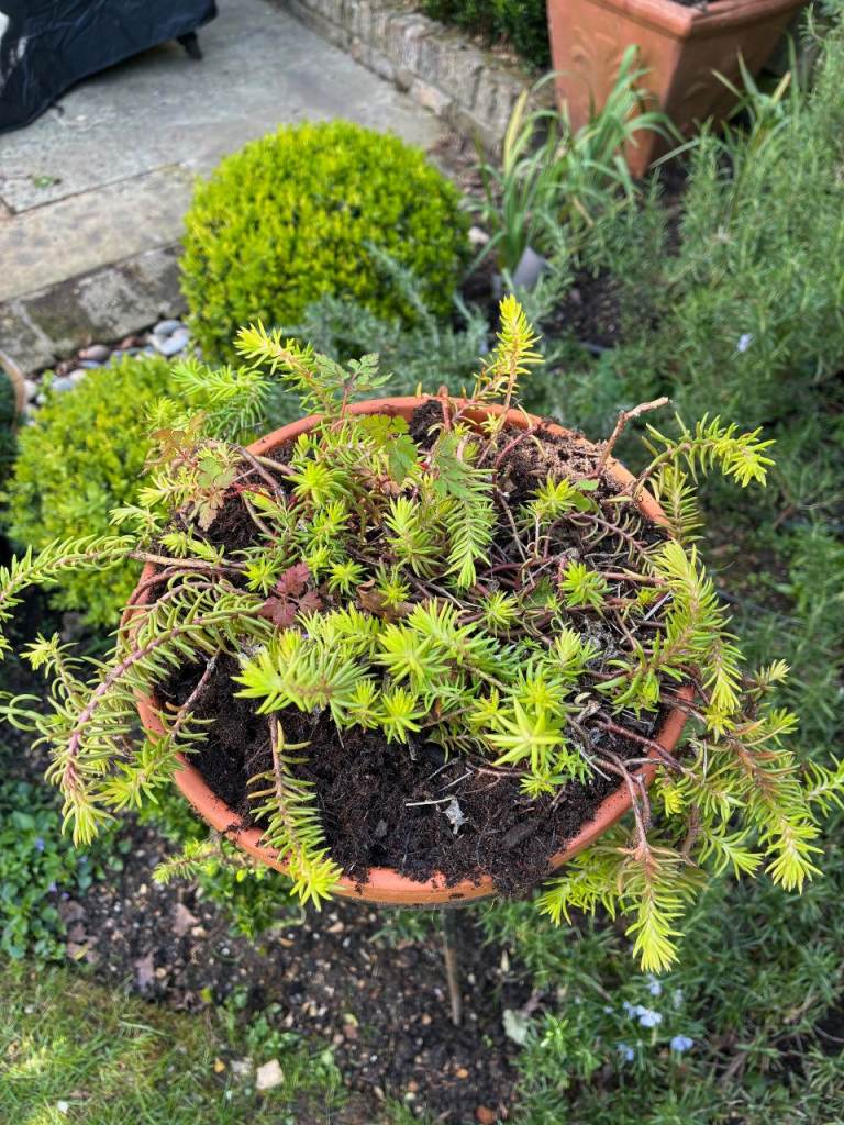 sedum stonecrop plant on metal spike stand