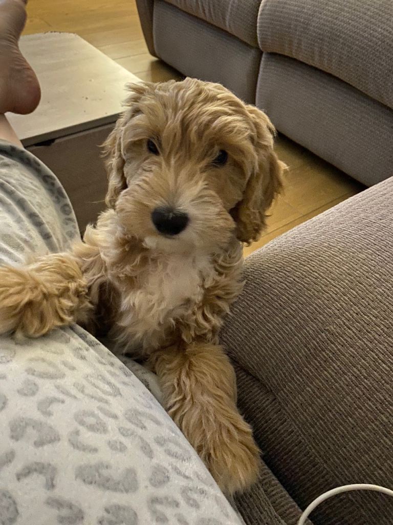 Daisy 