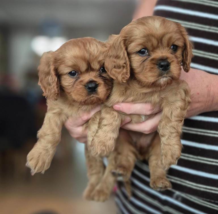 Cavalier king Charles spaniel puppies