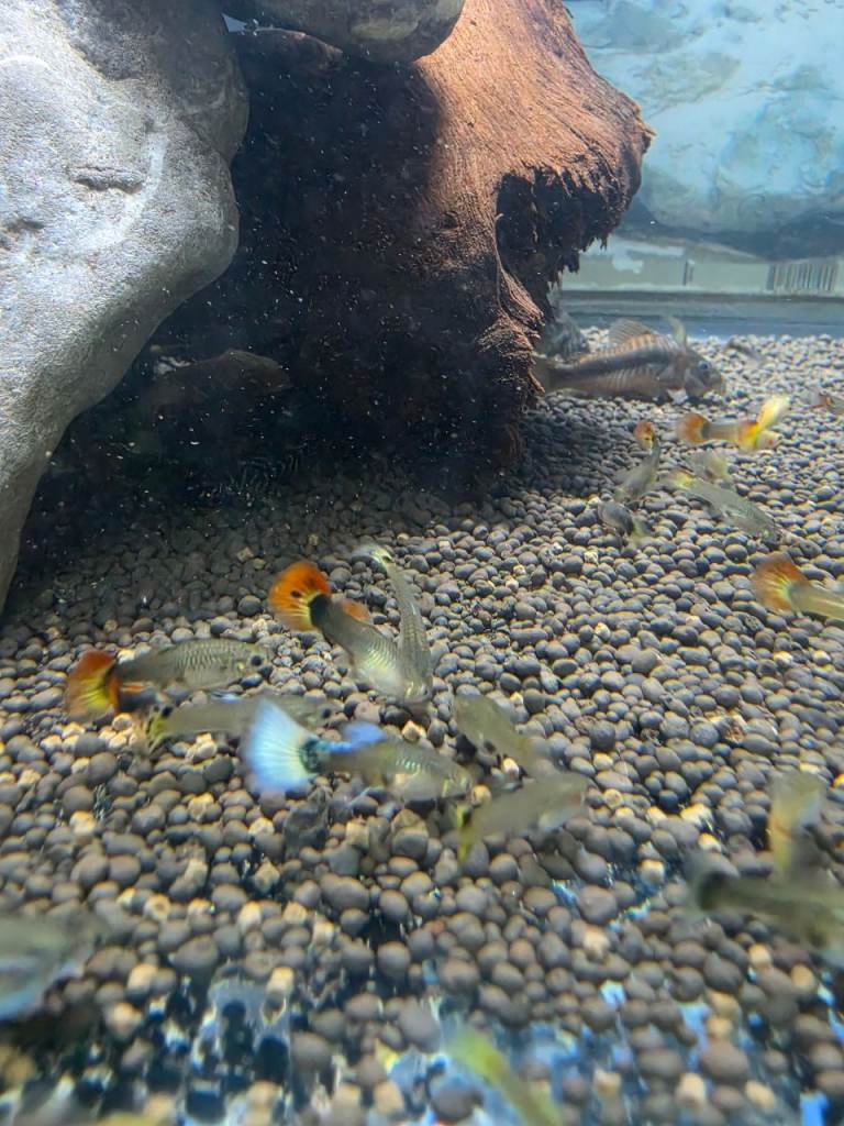 Guppies and plecos for sale