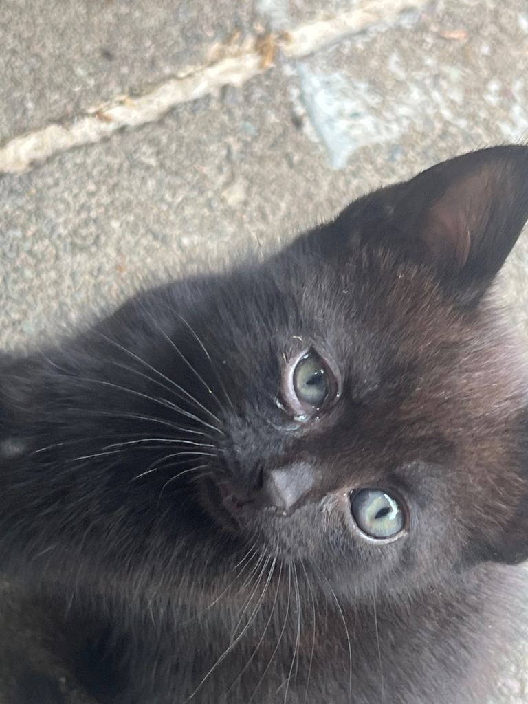 Beautiful 8 Week Old Kittens Looking For Loving Homes
