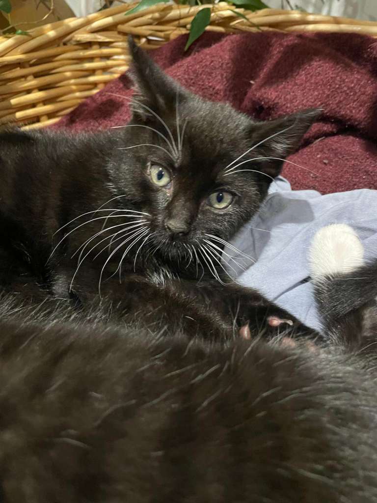 KITTENS FOR SALE X2 BLACK FEMALS 