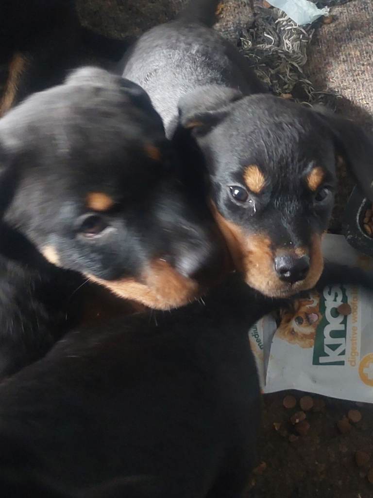 Rottweiler Puppies 