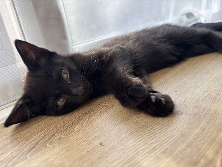Mixed Black Kittens 