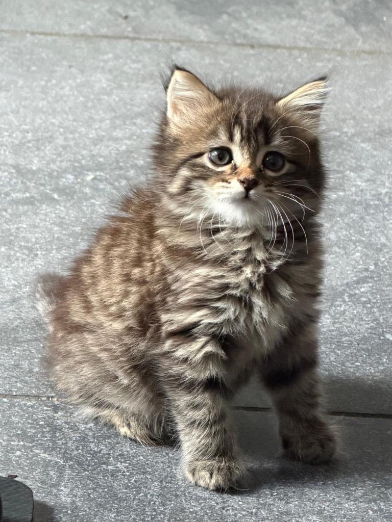 Mixed Maine Coon Kittens 