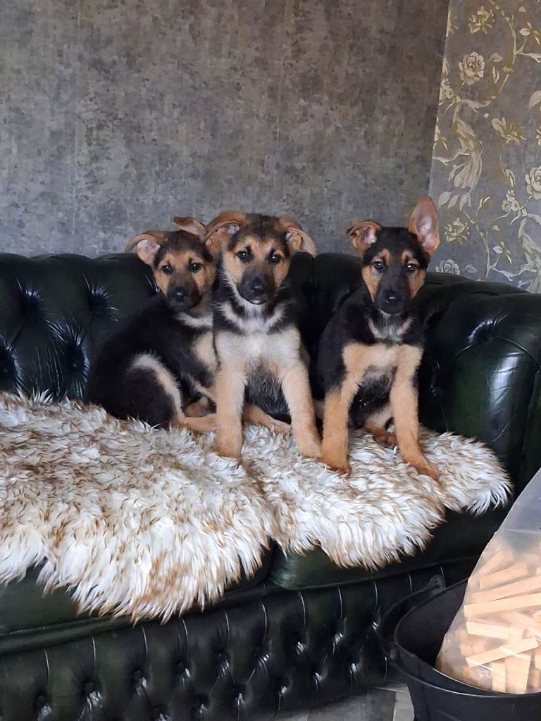 German shephard pups ( only males left )