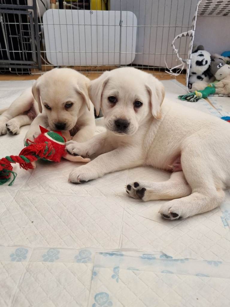 🐾READY IN 2 WEEKS! 🐾 Final KC Registered White Labradors – Your New Best Friend Awaits!