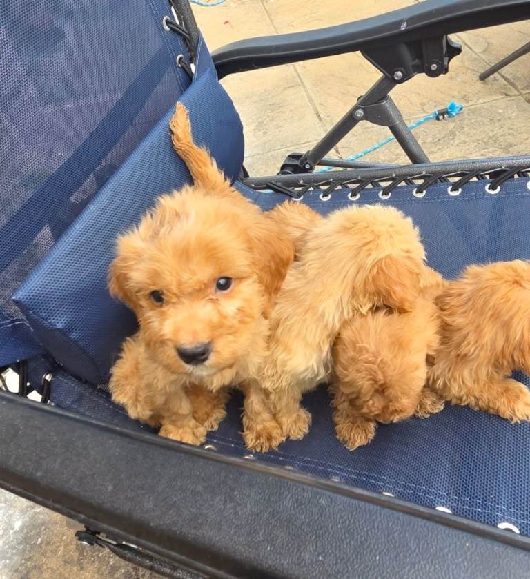 F1 cockerpoo 
