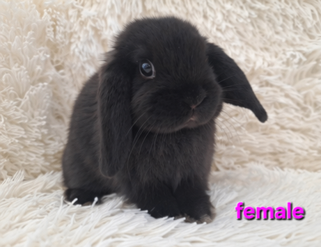 Adorable 8 Week Old Mini Lop Baby Rabbits For Sale