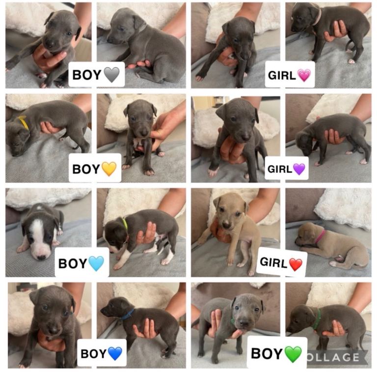 Collie bull greyhound x whippet greyhound