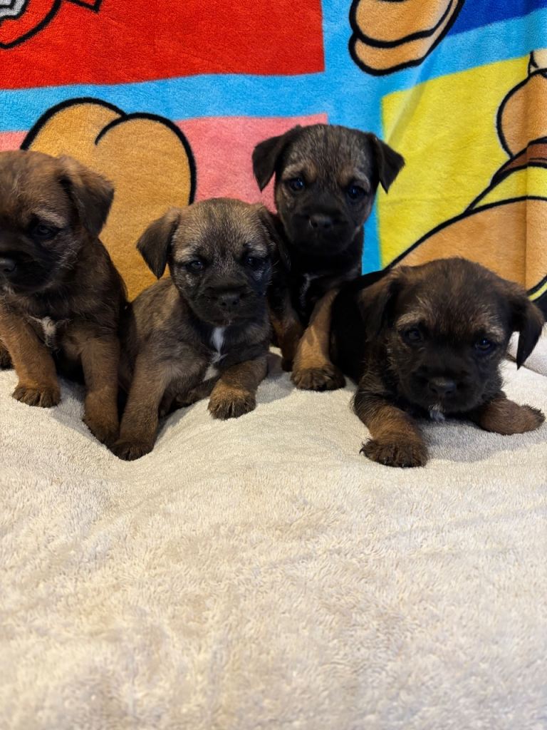 Border terrier Pups