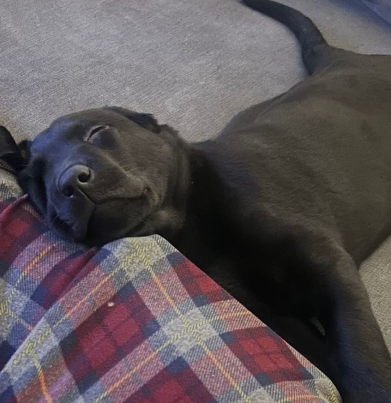 Beautiful Borador boy looking for a forever home 