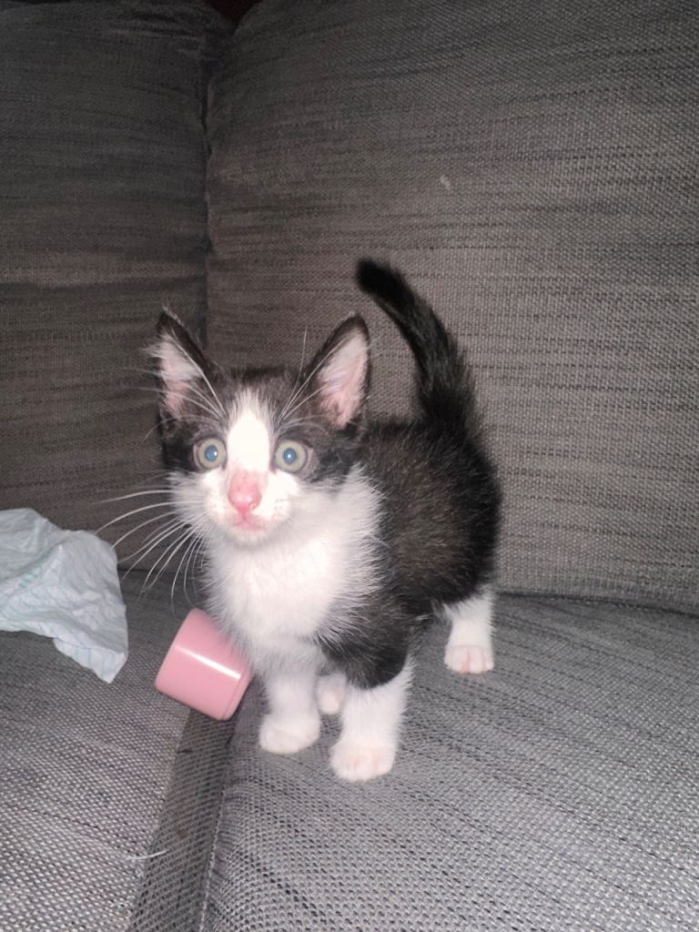 Kitten