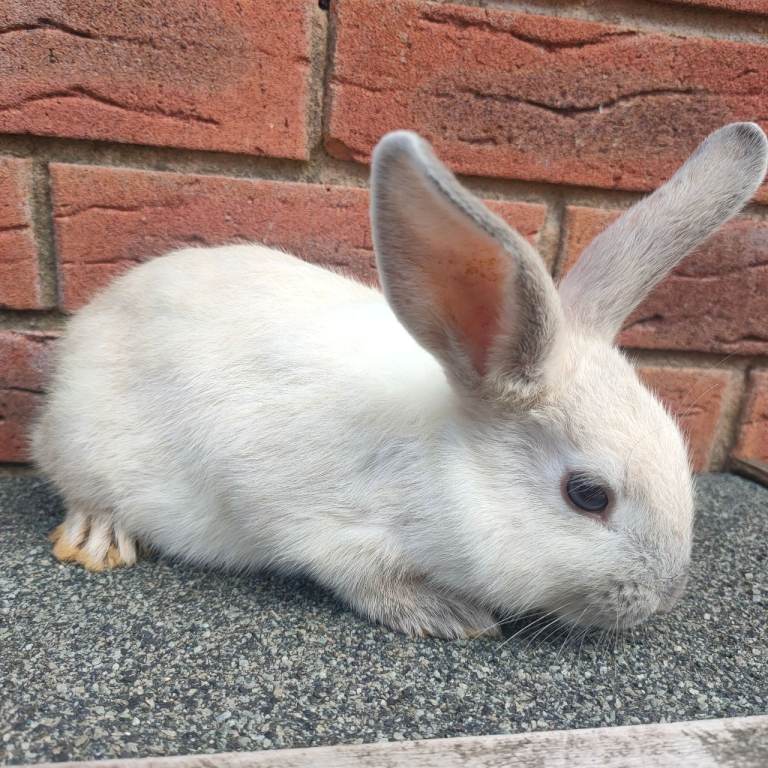 Two beautiful baby rabbit looking for a lovely home. 