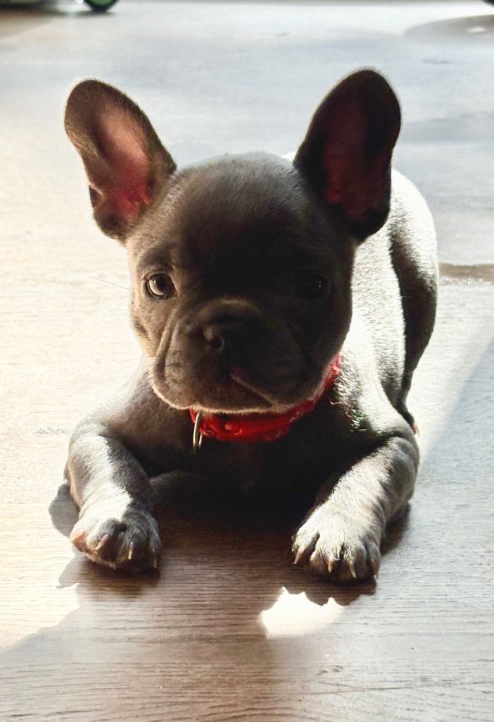 Beautiful French bulldog puppies 