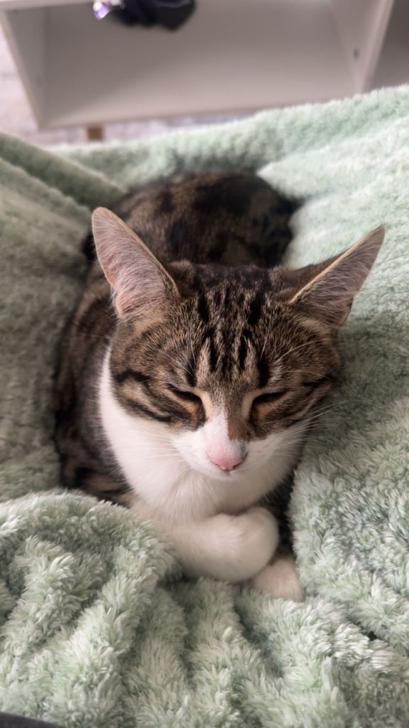 Cat for sale