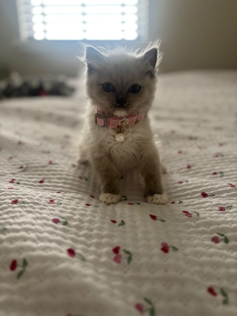 7 week old ragdoll 