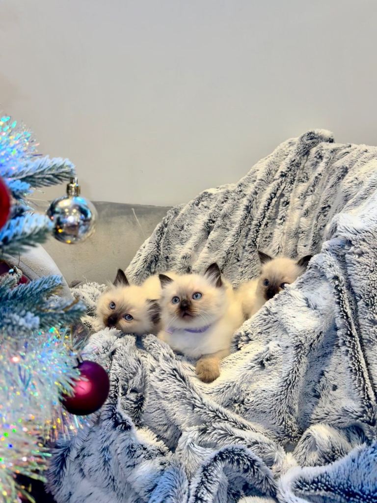 Black Point Ragdoll Kittens 🖤