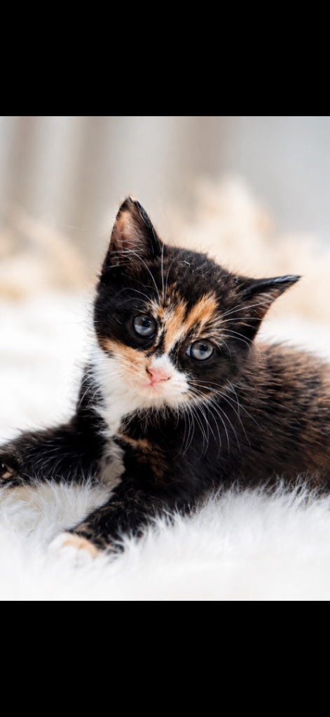 lovely kitten