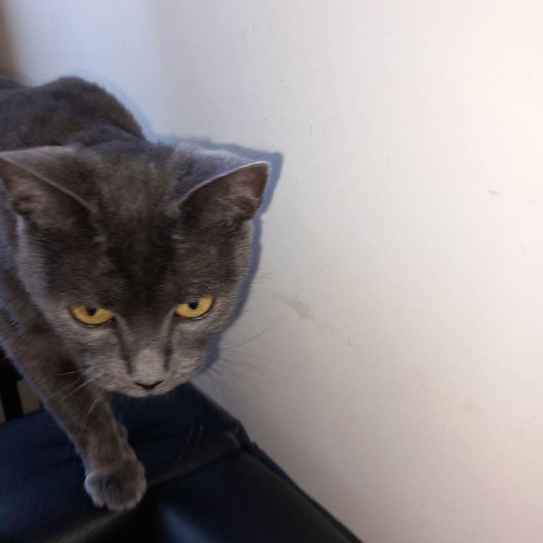 Russian Blue Female Cat