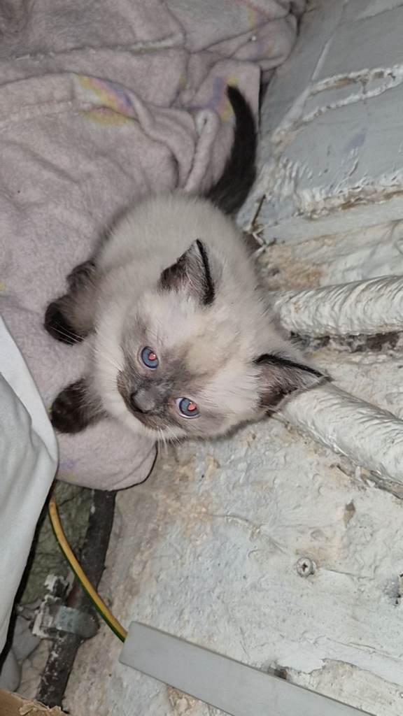 Adorable Male Ragdoll Kitten – Ready Soon! 