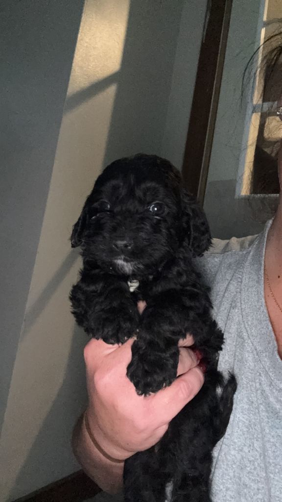 Cockapoo puppies ready !