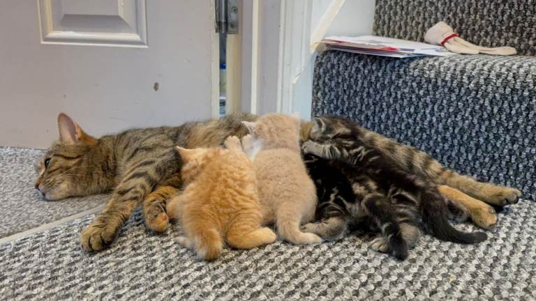 2 boy Kitten for Sale