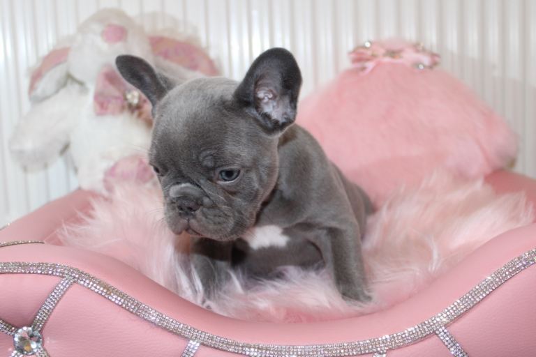 Solid lilac French bull dog 