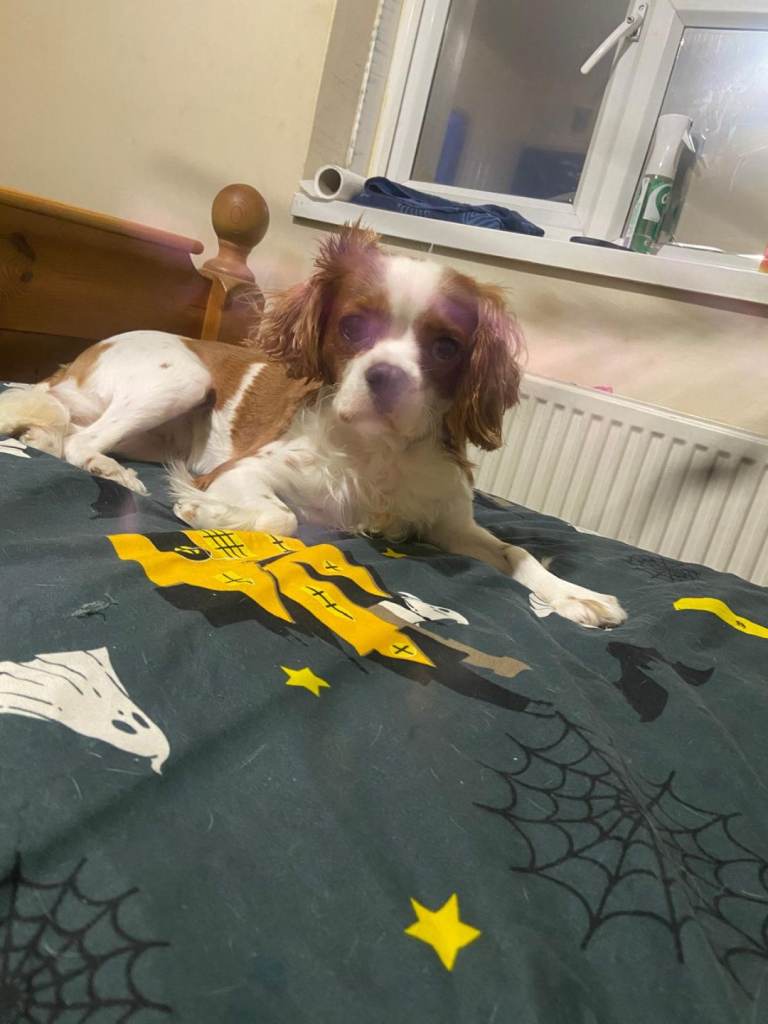 2 yr old Cavalier King Charles girl 