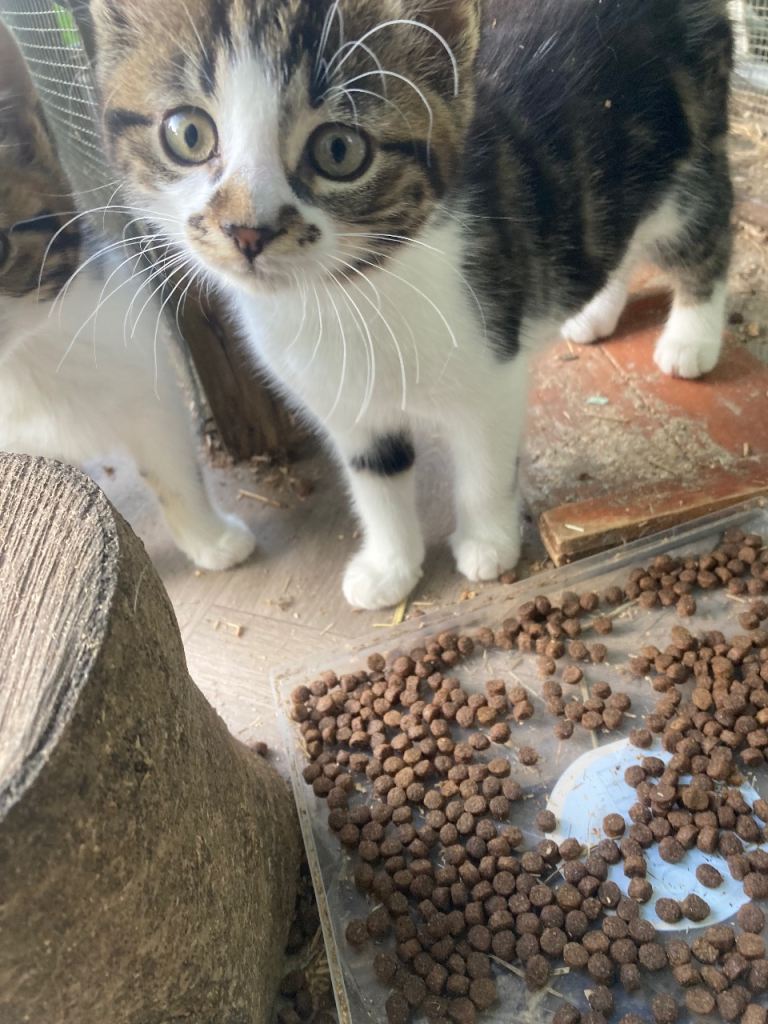 Kittens
