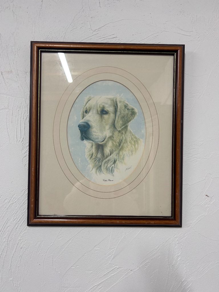 Golden Retriever framed picture 