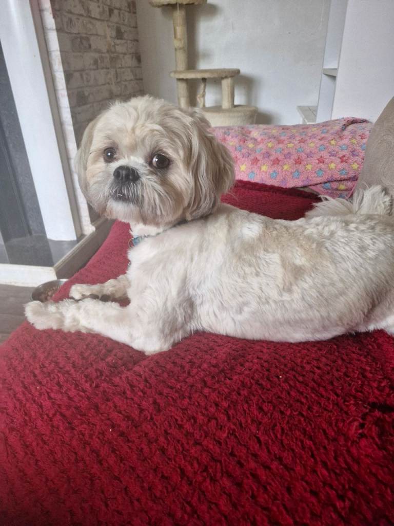Shihtzu  male
