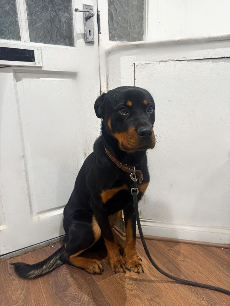 10 months old Rottweiller