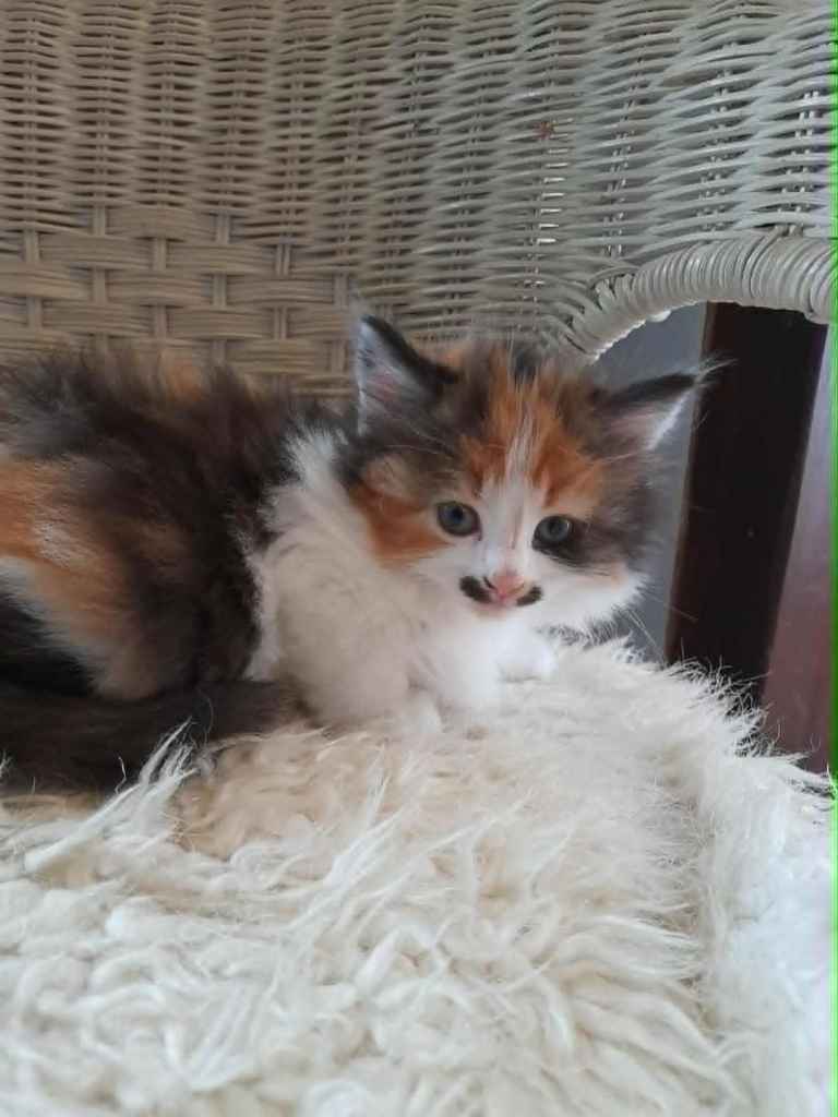 Calico/Tortoiseshell kitten