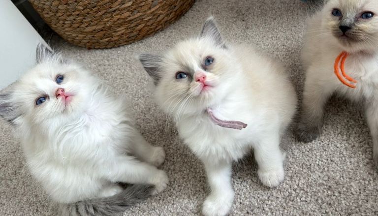 Ragdoll kittens 