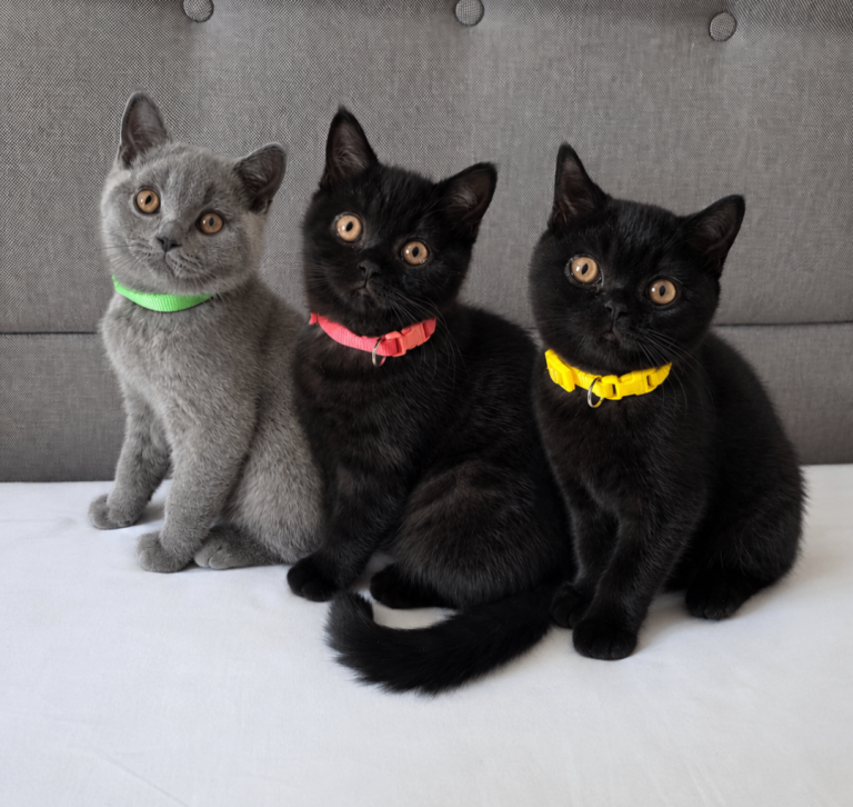 Beautiful British Shorthair Kittens for Loving Home