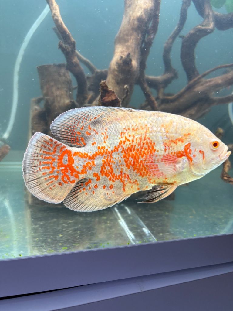  8-9 inch albino / Latina Oscar fish 