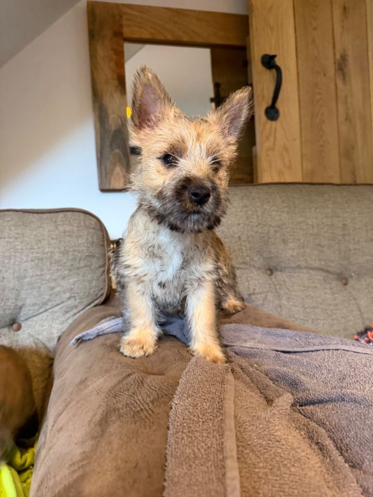 Beautiful KC Reg Cairn Terrier Puppies 