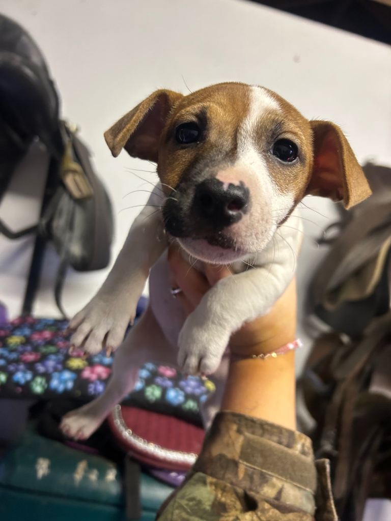 Purebred miniature jack Russel pup (last one)