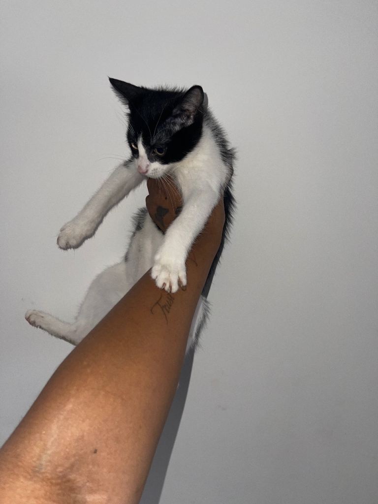Male Black & White Kitten