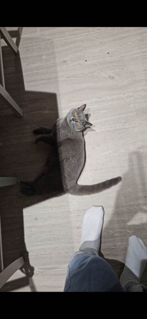 British Shorthair cat 