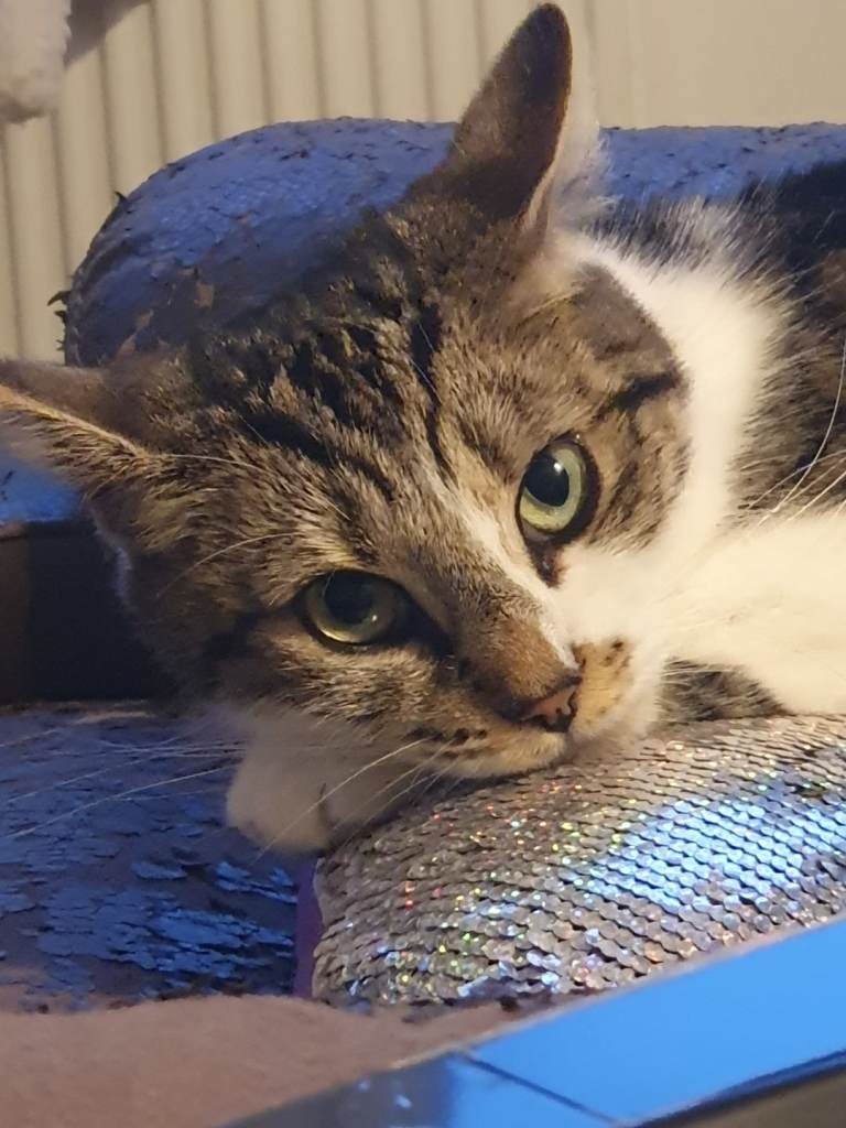 Shorthair cat