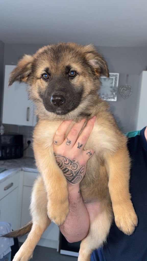 Kc registered German shepherd puppy 