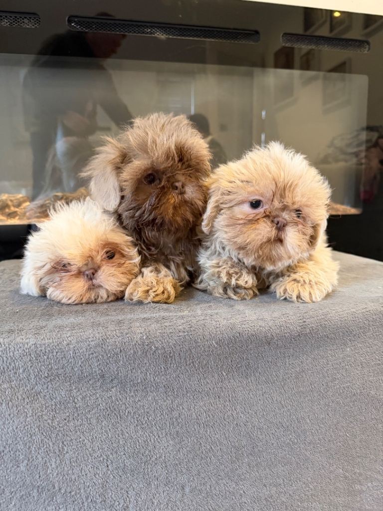 Imperial Shih Tzu 