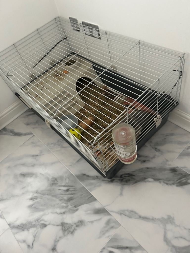 Male Netherland Dwarf Bunnie