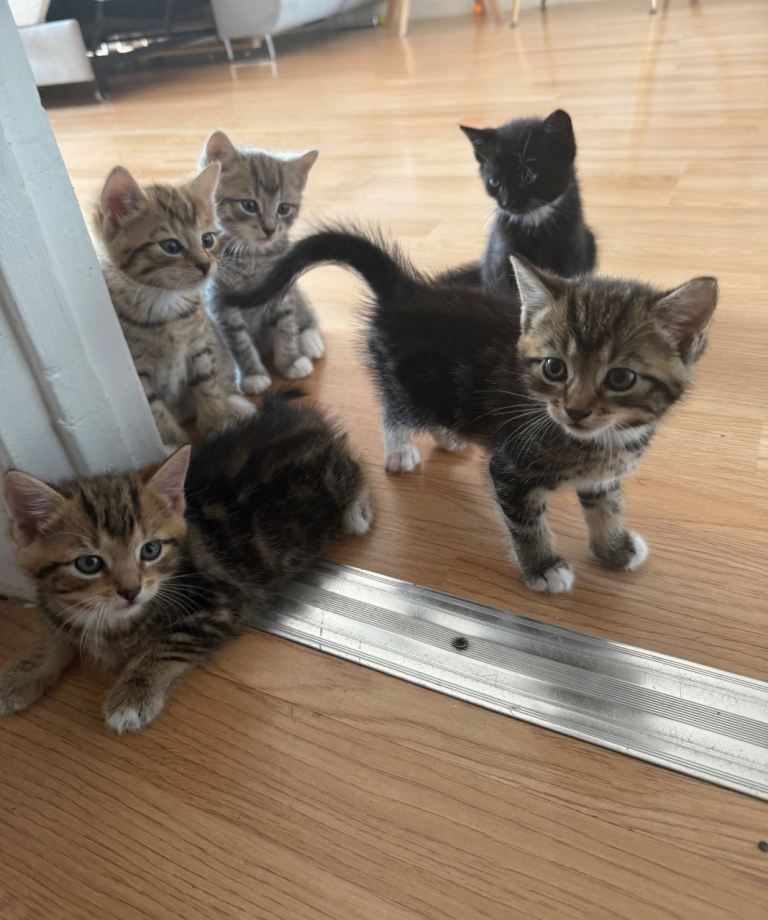 Kittens ready to go 