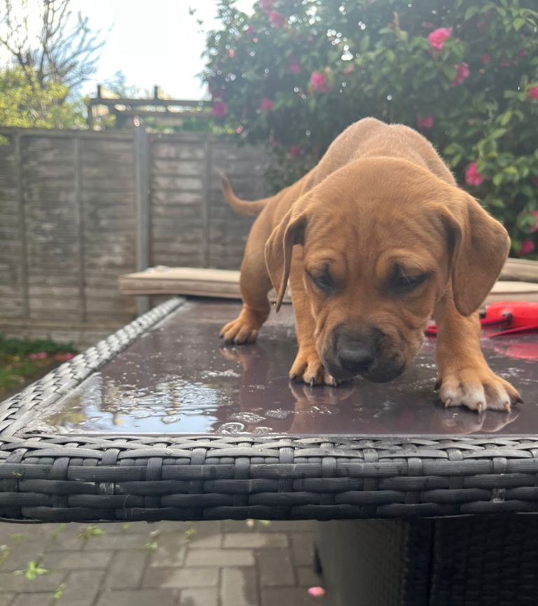 Staffordshire bull terrier 2 pups left. 